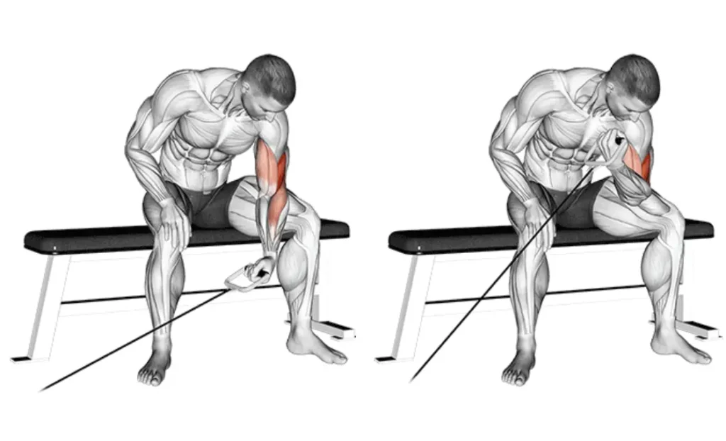 Cable Concentration Curl