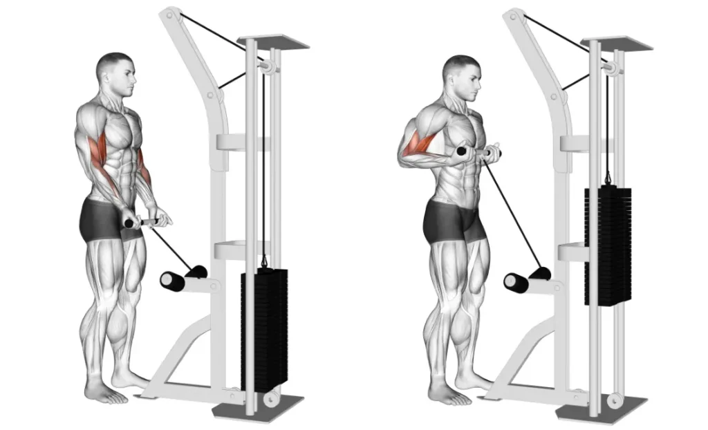 Cable Drag Curl 