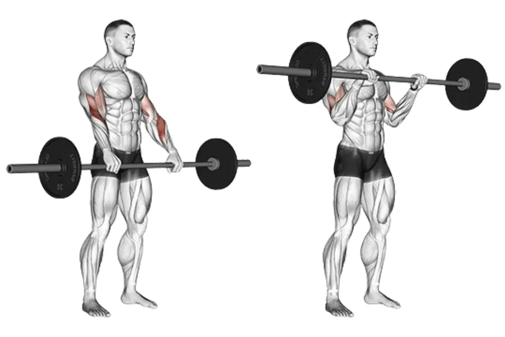 Barbell Reverse Curl