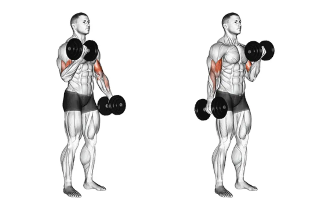 Dumbbell Curl