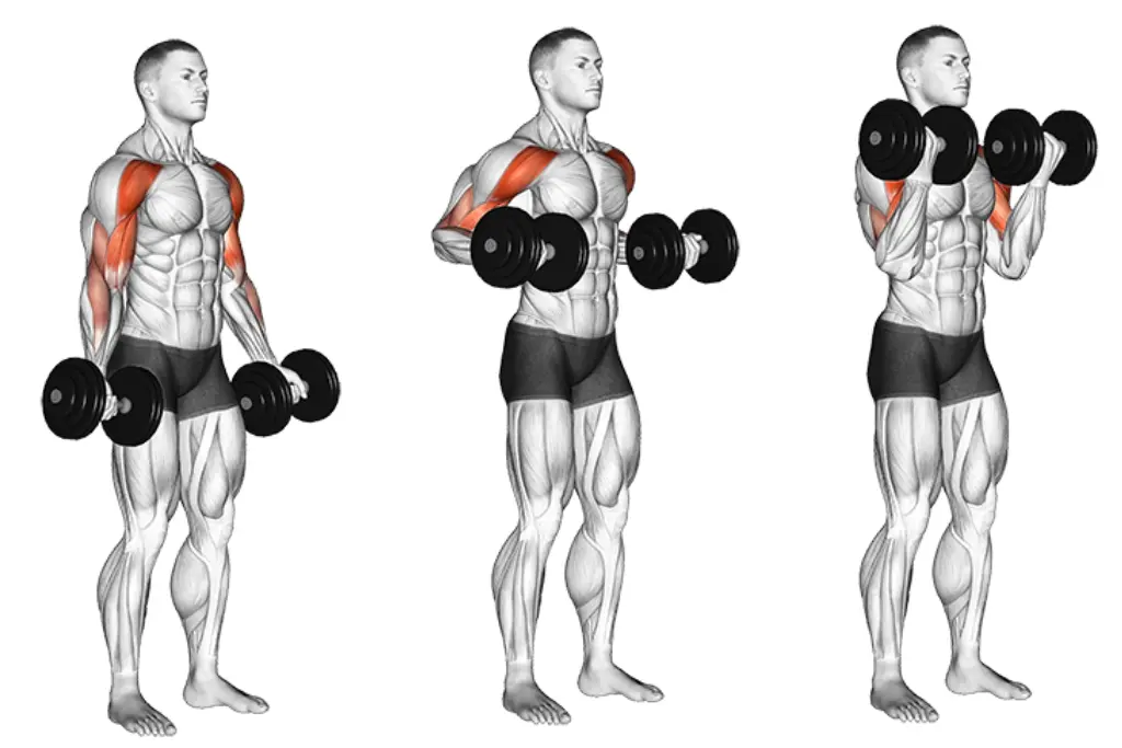 Dumbbell Drag Curl