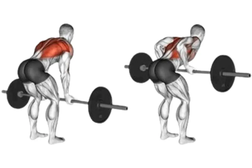 Supinated Grip Bent Over Barbell Row