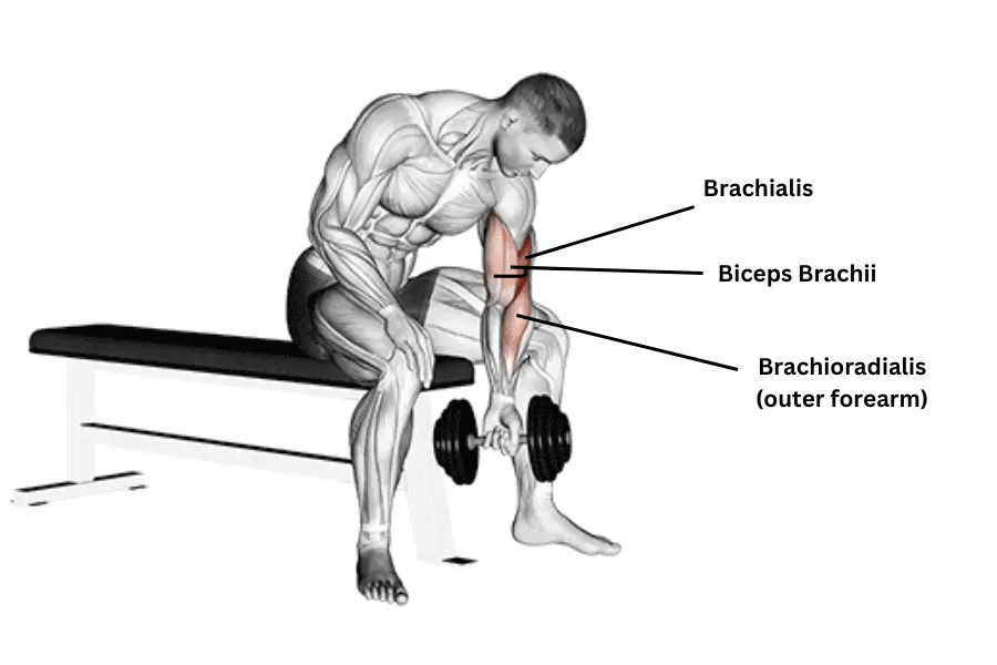 dumbbell concentration curl muscles worked