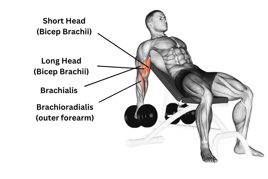 Incline Dumbbell Curl muscles worked