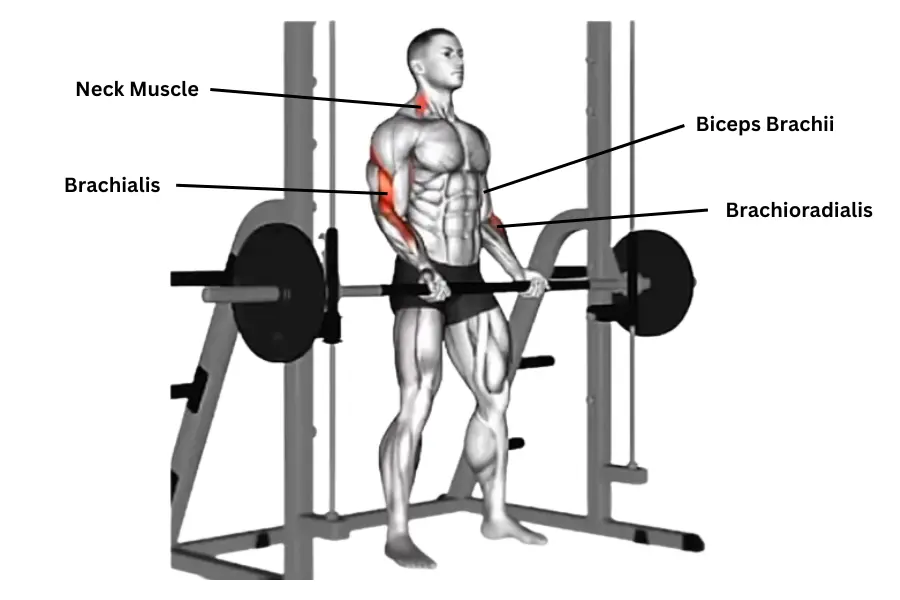 Smith Machine Bicep Curl Muscle Work