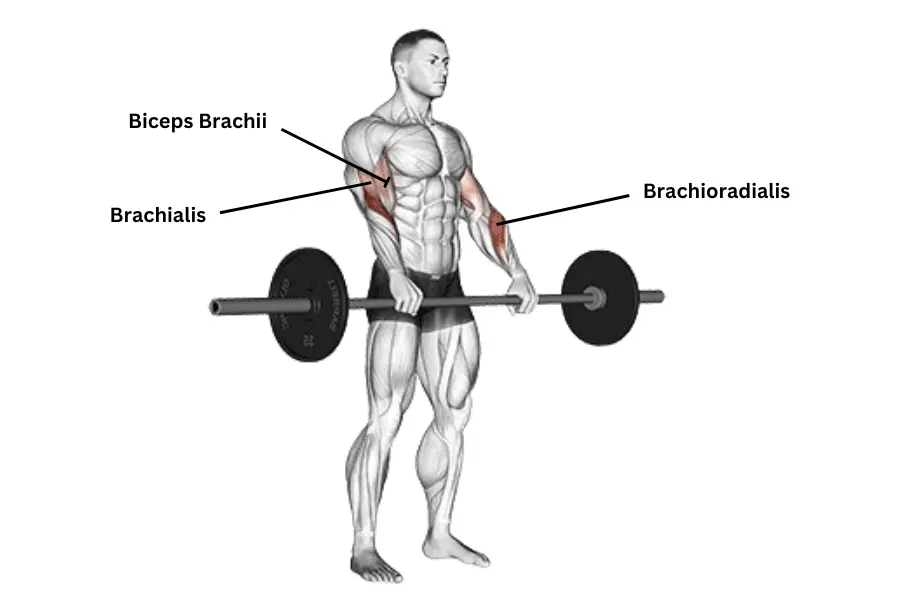 Barbell Reverse Curl Muscle Work