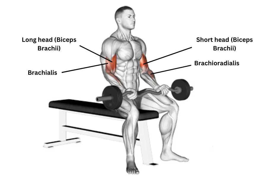 seated bicep curl muscles worked