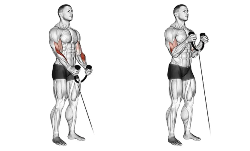 Cable Hammer Curl