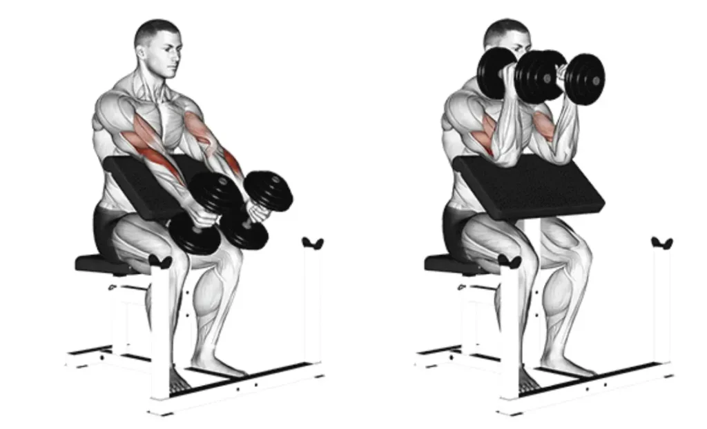 Preacher Hammer Curl