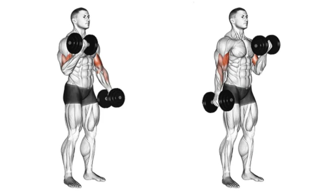 Dumbbell Curl