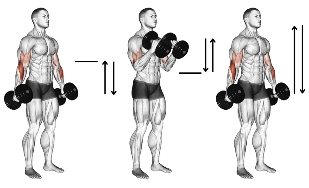 Dumbbell Hammer 21s