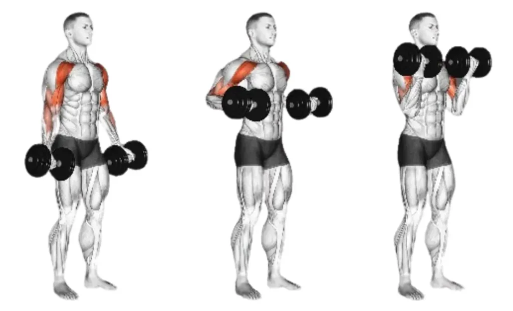 Dumbbell Drag Curl