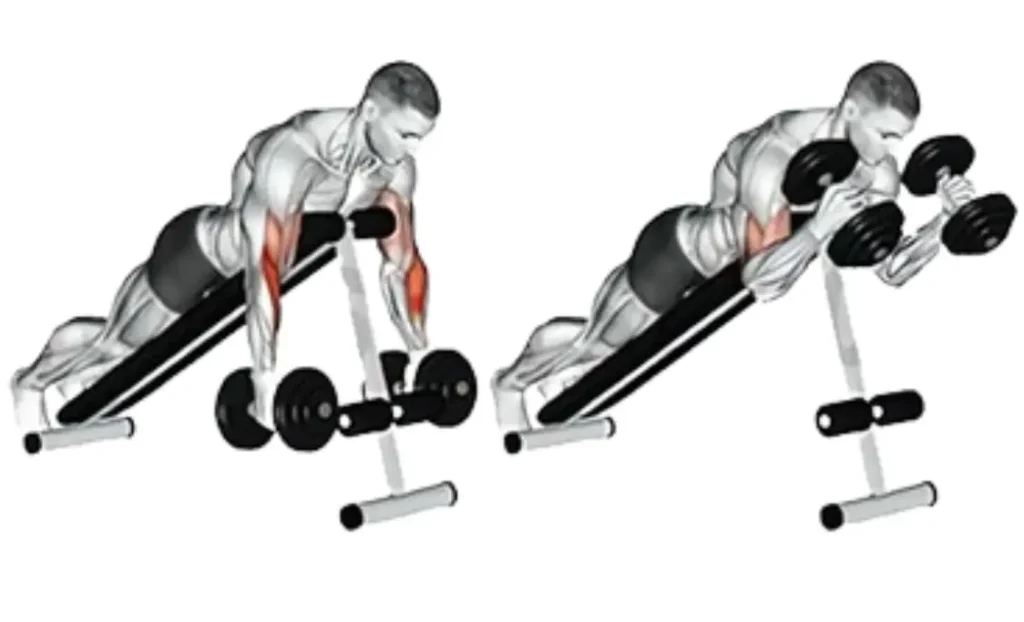 Dumbbell Neutral Grip Spider Curl