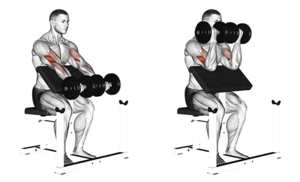 Seated Preacher Bicep Curl