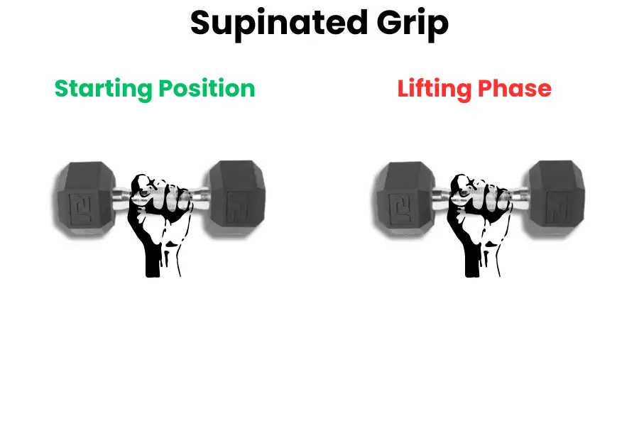 Dumbbell Seated Curl proper grip