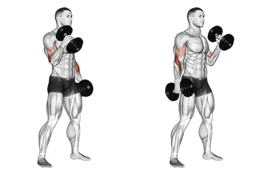 Dumbbell Hammer Curl