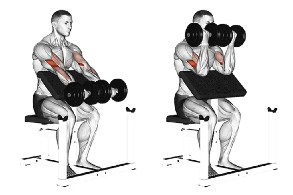 Dumbbell Preacher Curl