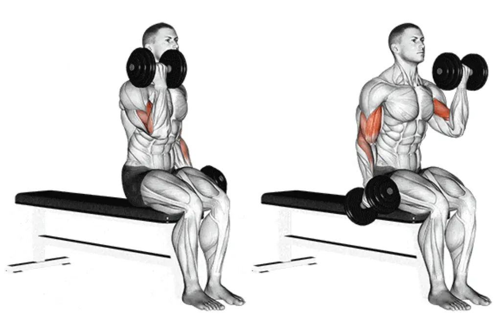 Dumbbell Seated Curl