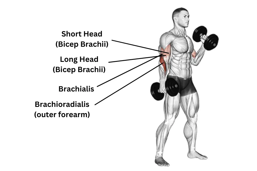 Dumbbell Hammer Curl muscles worked