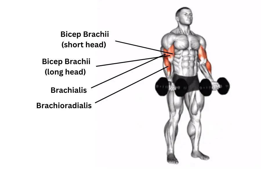 Dumbbell Zottman Curl muscles work