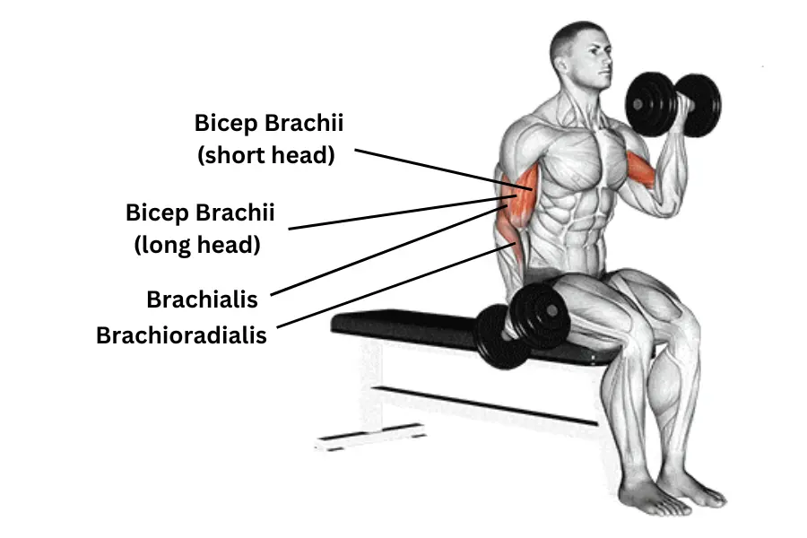 Dumbbell Seated Curl Muscles Worked