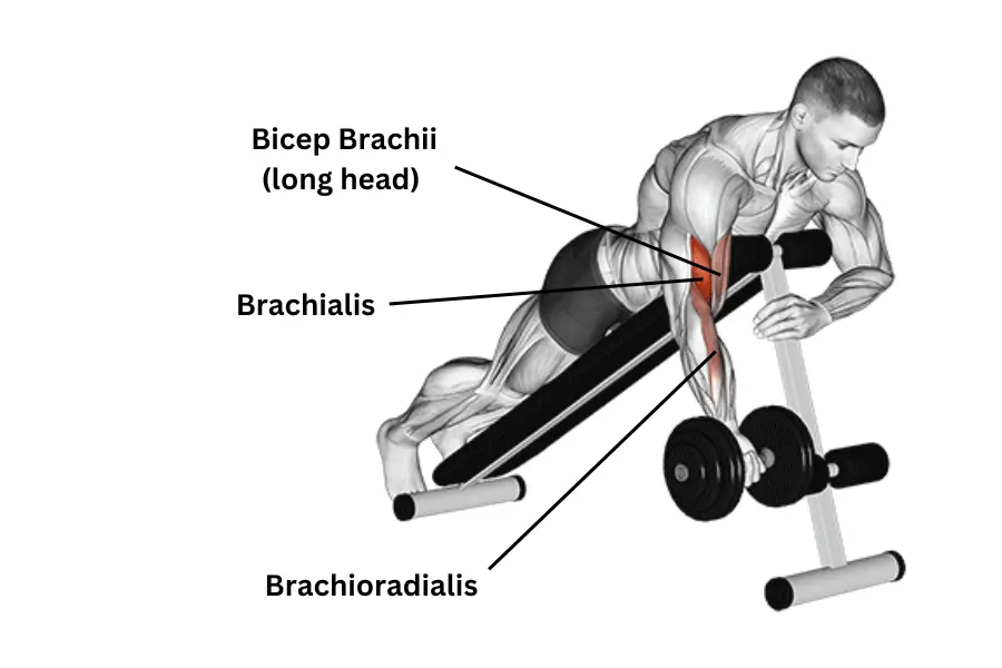 dumbbell spider curl muscle work