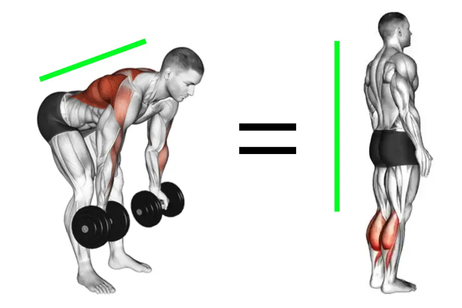 dumbbell bent over row benefits