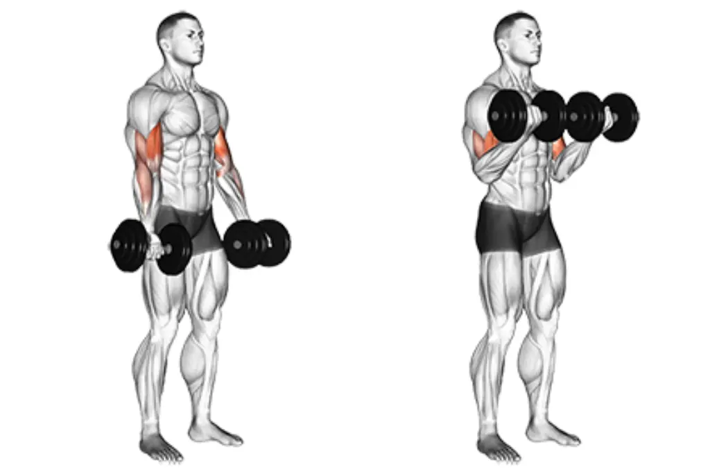 Dumbbell Close Grip Curl