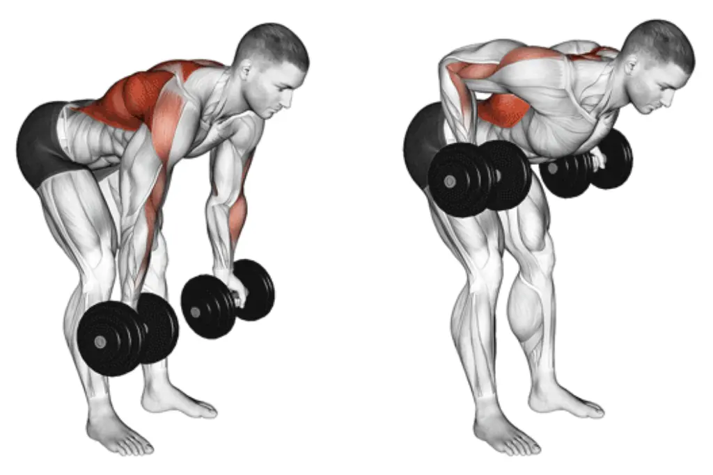 Dumbbell Bent Over Row