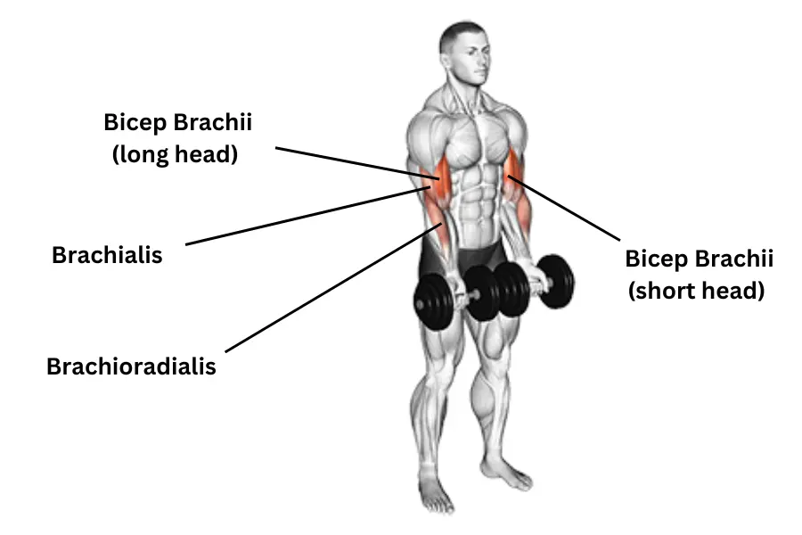 Dumbbell Close Grip Curl muscles work