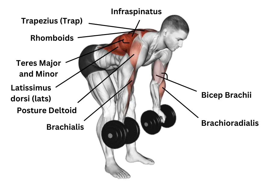 dumbbell bent over row muscles worked