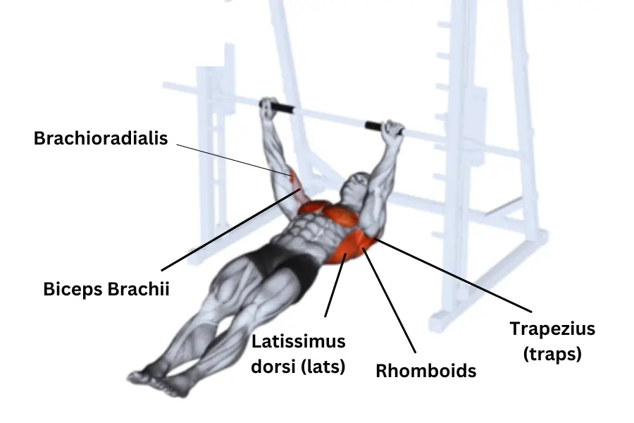 inverted row muscles worked