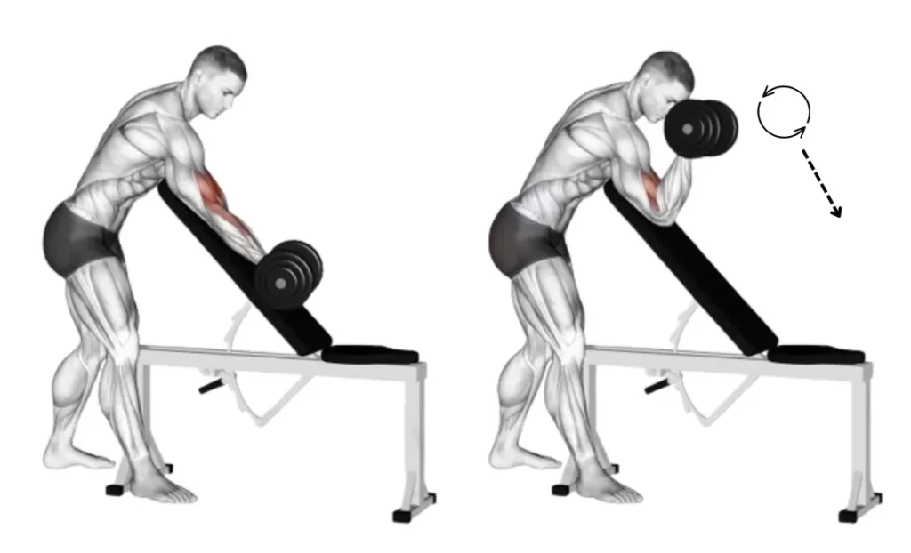 Alternating Zottman Preacher Curl