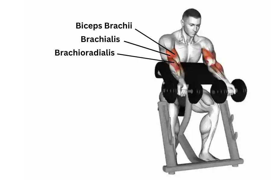 zottman preacher curl muscles worked